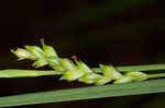 Lined sedge